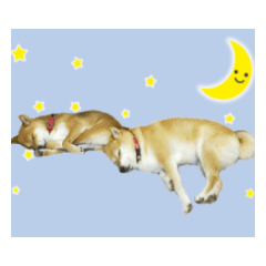 fat dog and skiny dog