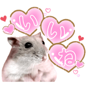 Mr.Jingles