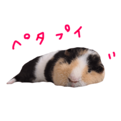 guinea pig Fuku's sticker ver.2