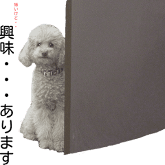 可愛いワンちゃん達のおもしろ実写スタンプ Line スタンプ Line Store