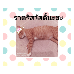 CAT:2_20201108151017