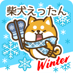 Shiba Ettan in Winter