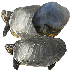 Real wild red-eared slider