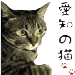 aichi's cat