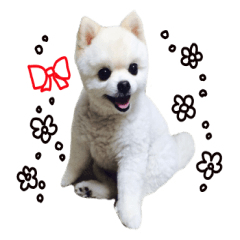 Live photo cute dog Pomeranian's roll