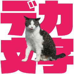Cats With Big Letter(animation photo)