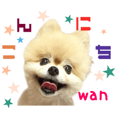 Real DOG Pomeranian -BOO-