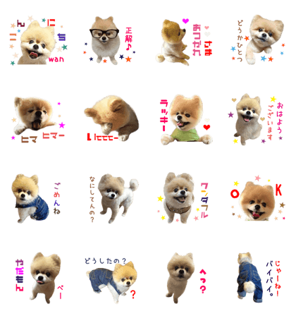 Real DOG Pomeranian -BOO-
