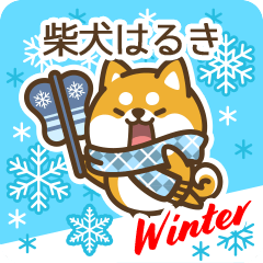 Shiba Haruki in Winter