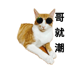 鏟duck與cat