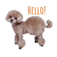 Alice_20201109213751