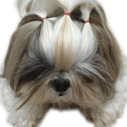 honey dog