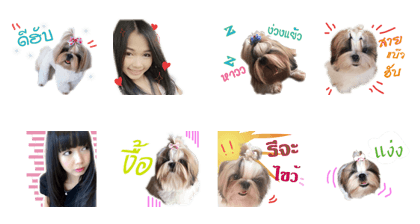 honey dog