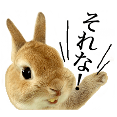 うさぎ様♡ うさぎ様♡