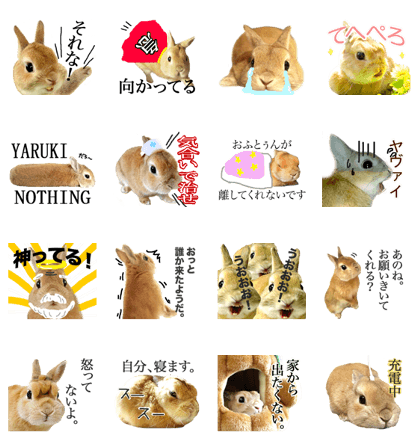 Mr MOQ the Rabbit