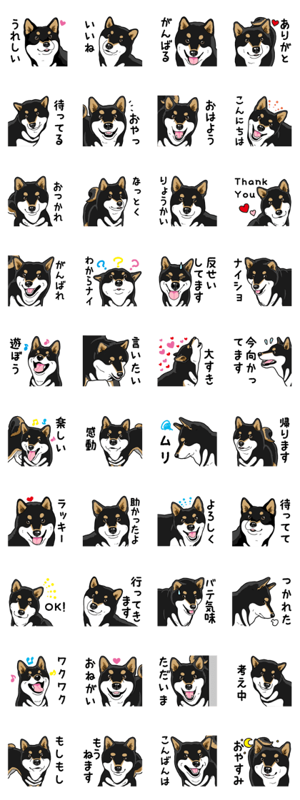 Daily Black Shiba Inu 4