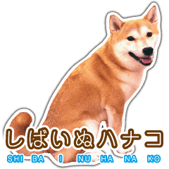 柴犬花子6 照片 Line貼圖 Line Store 柴犬花子6 照片 Line貼圖 Line Store