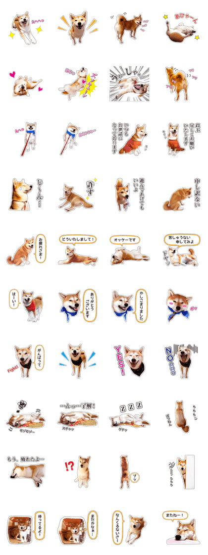 Japanese Shiba Inu hanako6 PhotoSticker