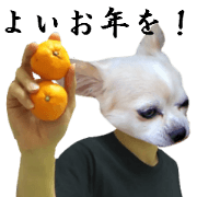 Chihuahua man,New Year's Holiday