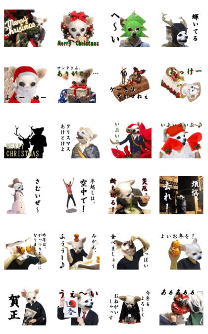 Chihuahua man,New Year's Holiday