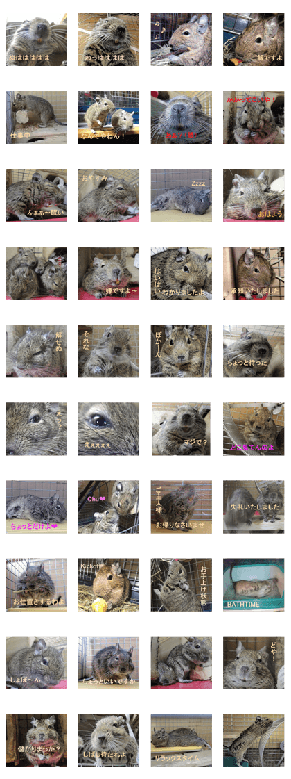 Degu life