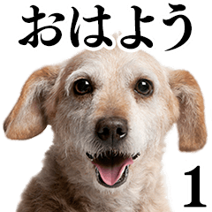 Dog Photo Stickers 01