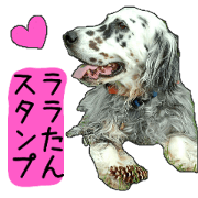 dog LALA