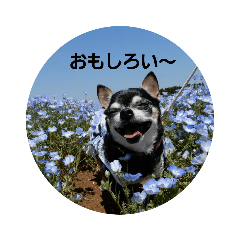 MATSU_20201110165901