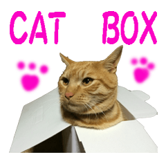 cat giftbox