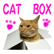 cat giftbox