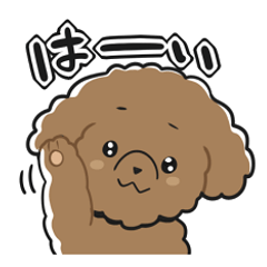Toy poodle-chan