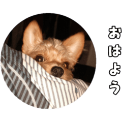 suzu_20201111020418