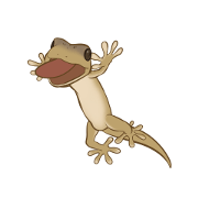 Little House Gecko