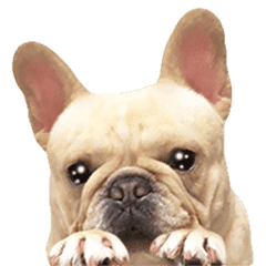 フレンチ ブルドッグのはなちゃん Line スタンプ Line Store