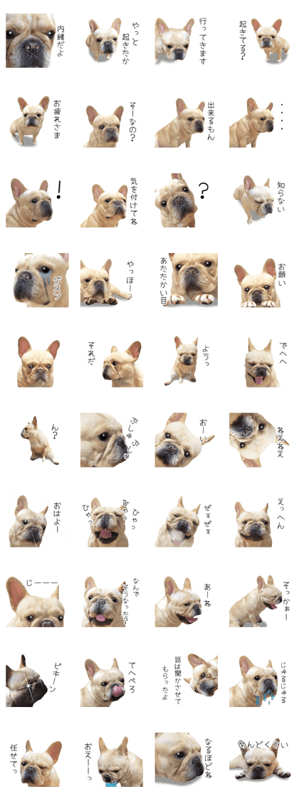 Hana-chan of French bulldog