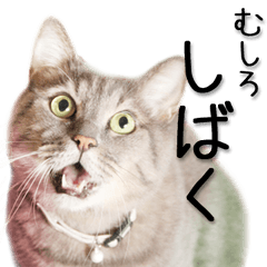 関西弁リアル猫（写真2）