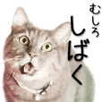 なめ猫 なめんなよ Line スタンプ Line Store なめ猫 なめんなよ Line スタンプ Line Store
