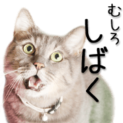 Kansai dialect cat 2(Photo)