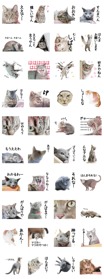 Kansai dialect cat 2(Photo)