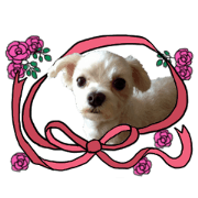 SORA THE MALTESE