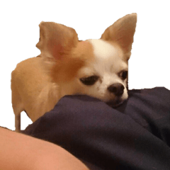 Lovery Chihuahua's SANTA