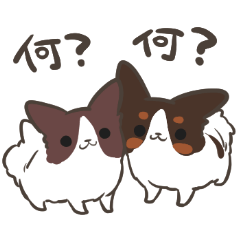 4 Papillon nestles up to daily life