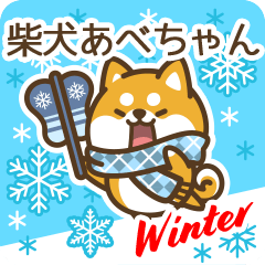 Shiba Abechan in Winter