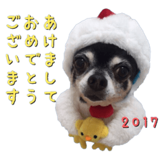 Happy New Year Chicken chihuahua 2017