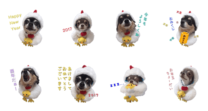 Happy New Year Chicken chihuahua 2017
