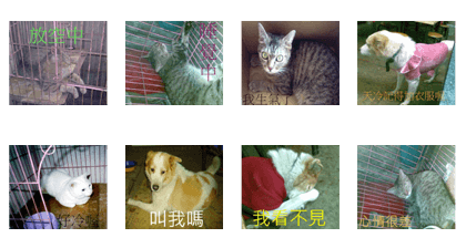 Civic cat and dog