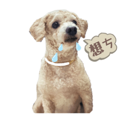 Chubby的日記