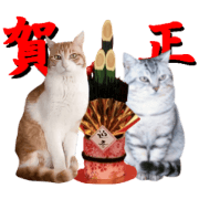 Cat's New Year