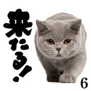 Cat Photo Stickers 06