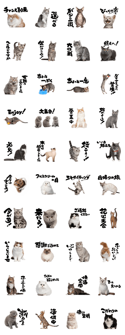 Cat Photo Stickers 06